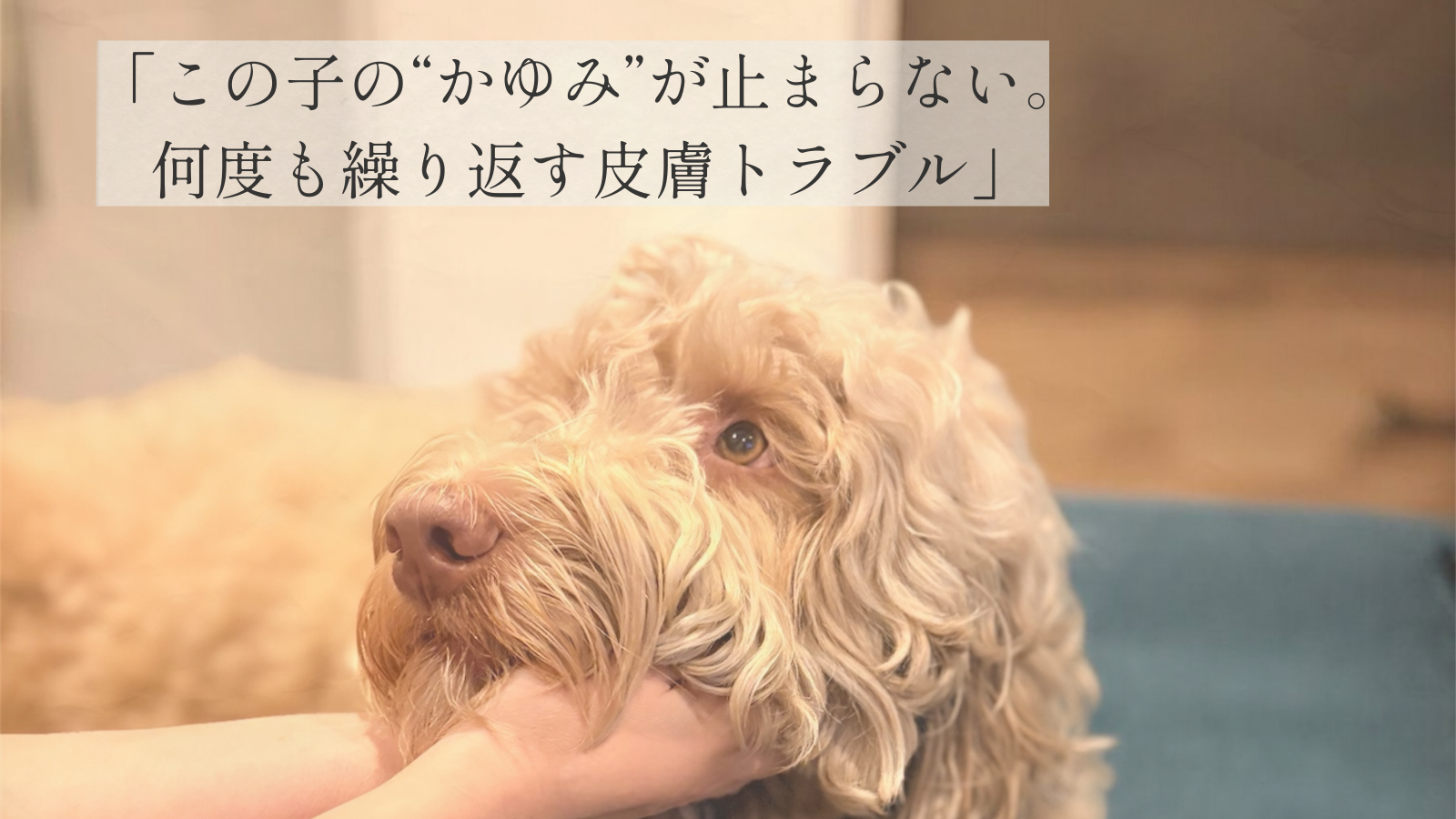 「アナツバメの巣（シアル酸）の栄養価と、犬の皮膚・免疫・エイジングケアへの相性を語るブランドストーリー画像。乾燥、かゆみ、皮膚バリアの悩みを支える成分背景を表現。」