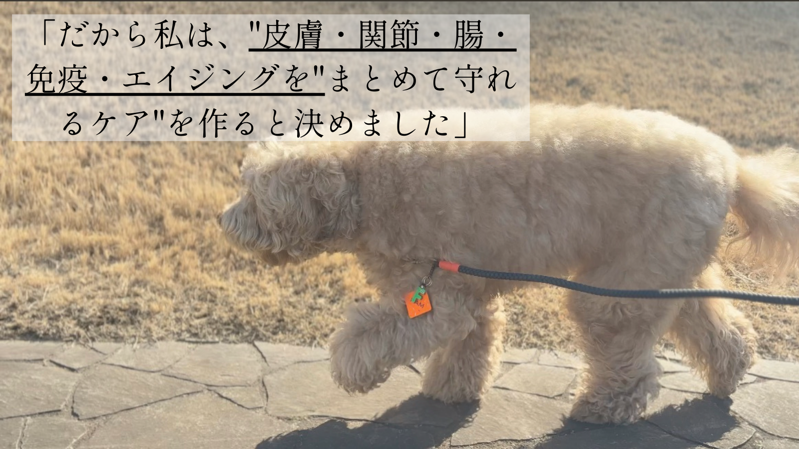 「高濃度シアル酸のアナツバメの巣をメインに、緑イ貝とラフィノース（天然オリゴ糖）とヤギミルクを組み合わせ、腸・皮膚・免疫・関節・エイジングケアを同時に支えるオールインワンケアの思想を示すブランドストーリー画像。穏やかに歩く犬の姿で“生涯ケア”を象徴。」