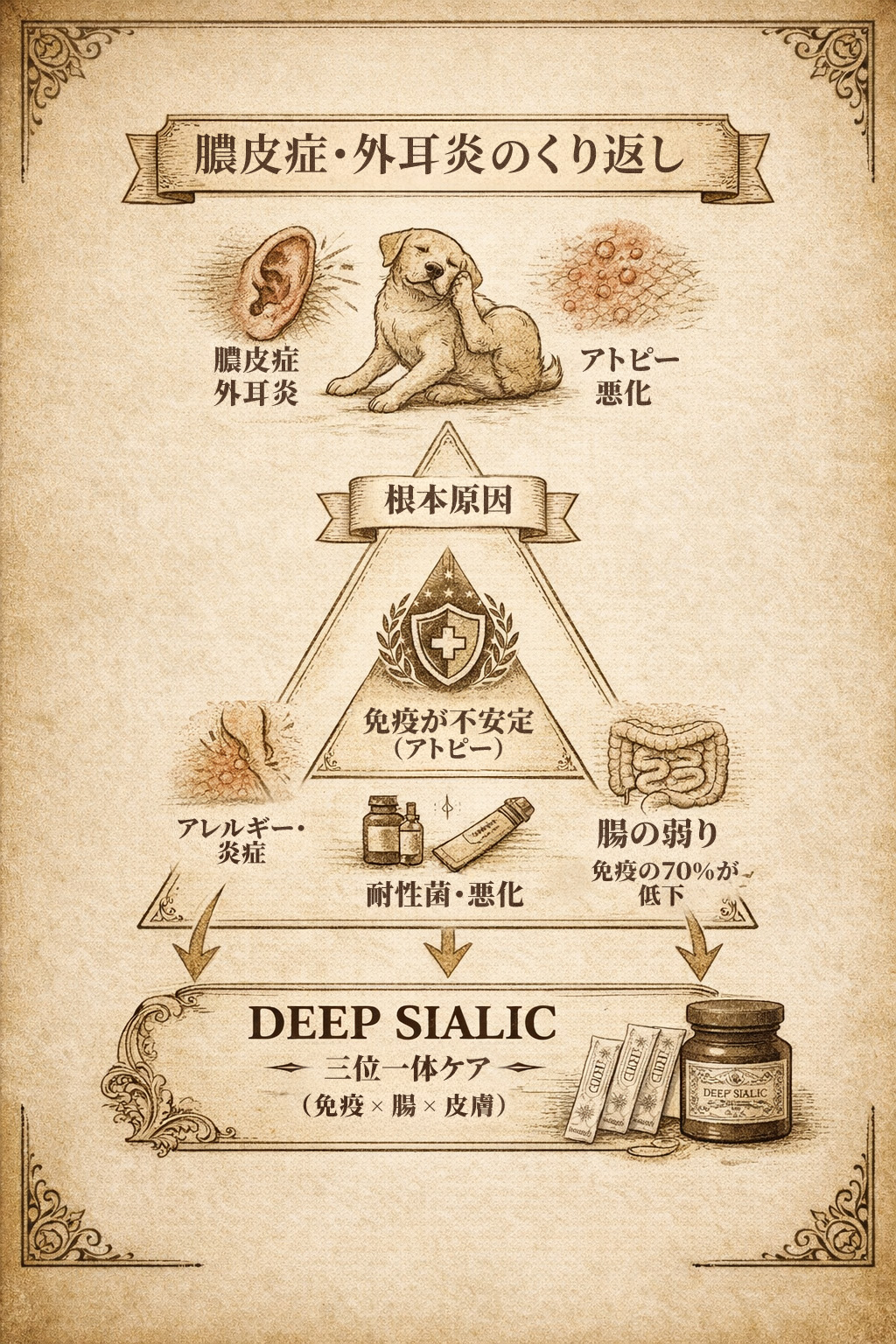 腸内環境から免疫バランスを通じて皮膚の健康につながる仕組みを示した図解