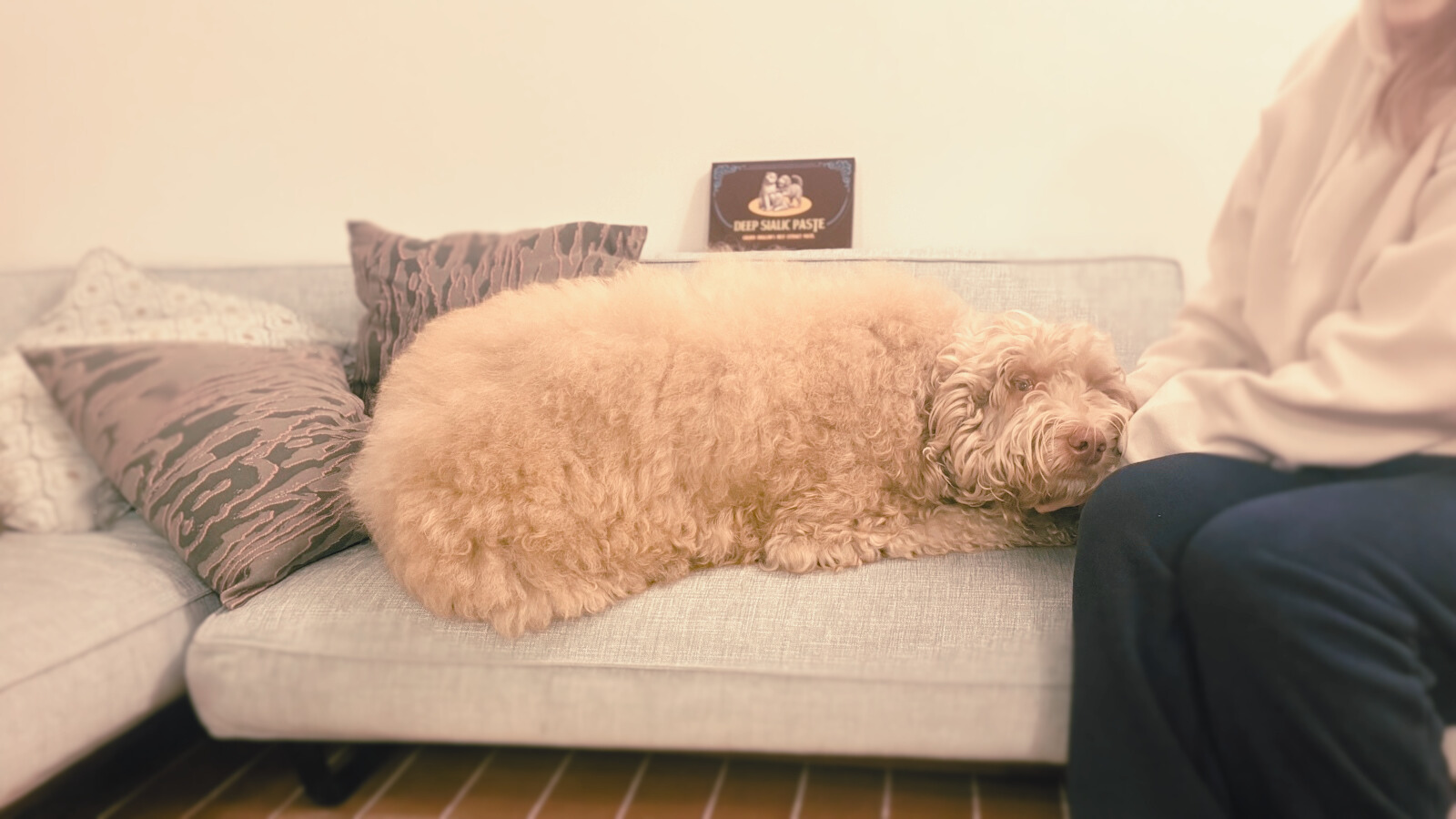 DEEP SIALICと犬（または猫）が落ち着いた日常の中に自然に写った写真