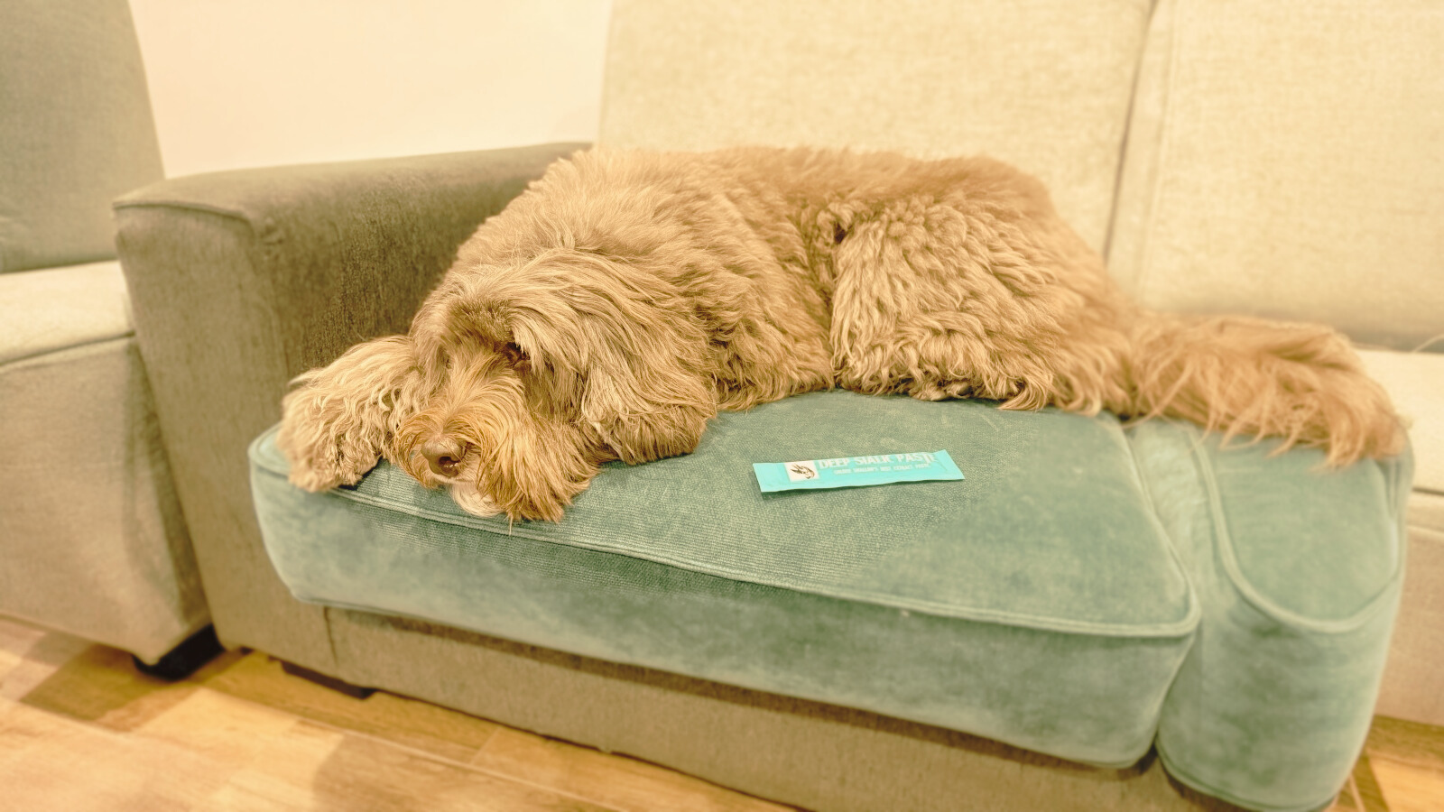 犬の健やかな毛並みのイメージ