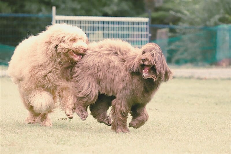 DEEPSIALIC（ディープシアル)最高級アナツバメの巣を高濃度配合した
　　　　　　　　　　　　犬猫用オールインワンペーストサプリメント