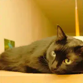 インスタグラム